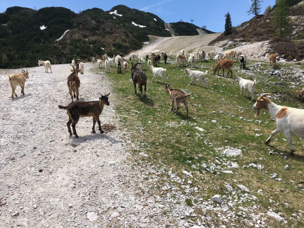 Apartma Neva Bohinj Dış mekan fotoğraf